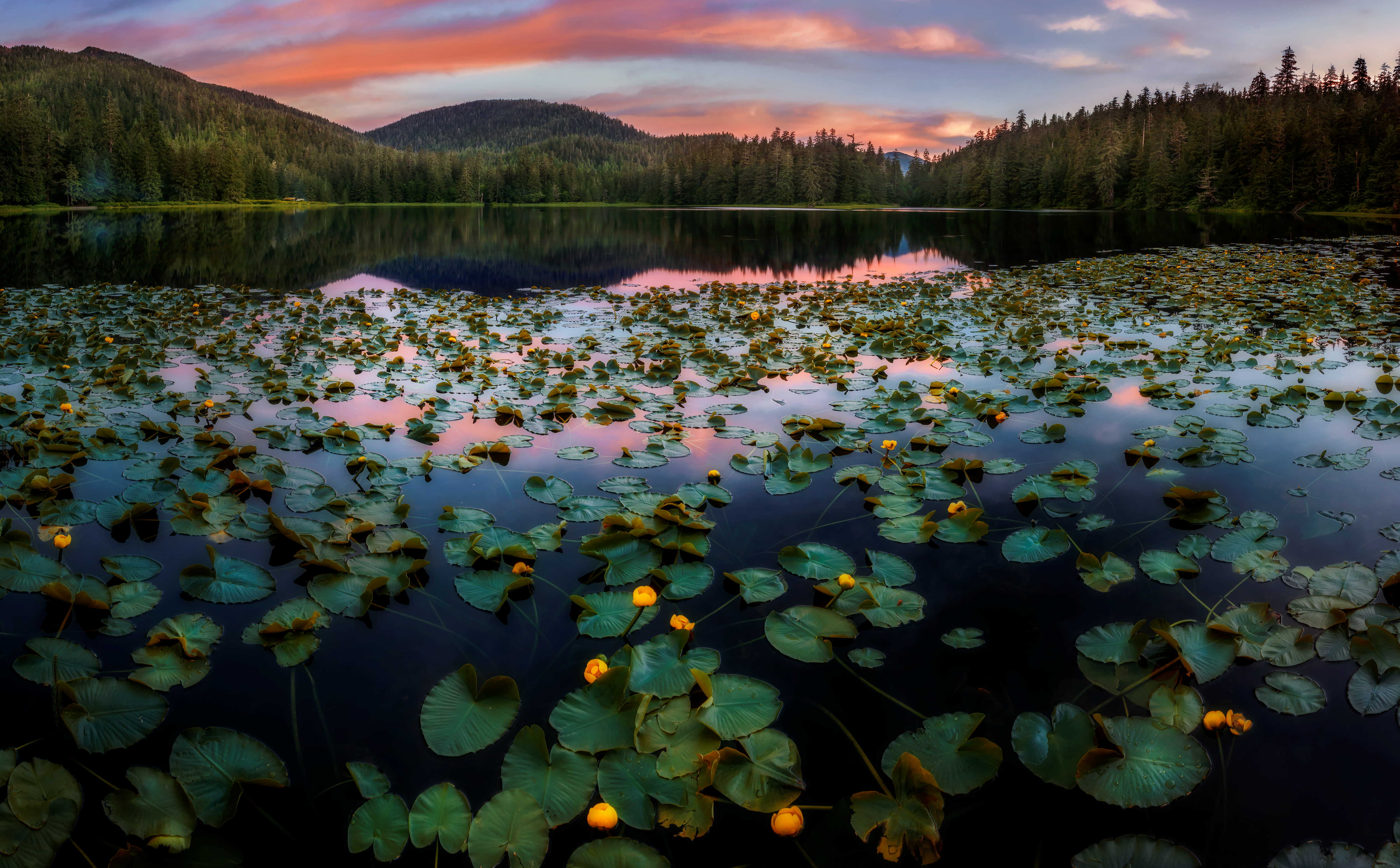 Carlos Rojas - Ward Lake Lilies - 2017 GG Bdgt Cvr.jpg